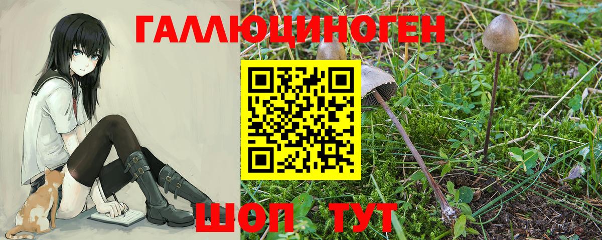 Галлюциногенные грибы Cubensis  Астрахань  продажа наркотиков  Галлюциногенные грибы Psilocybine cubensis 